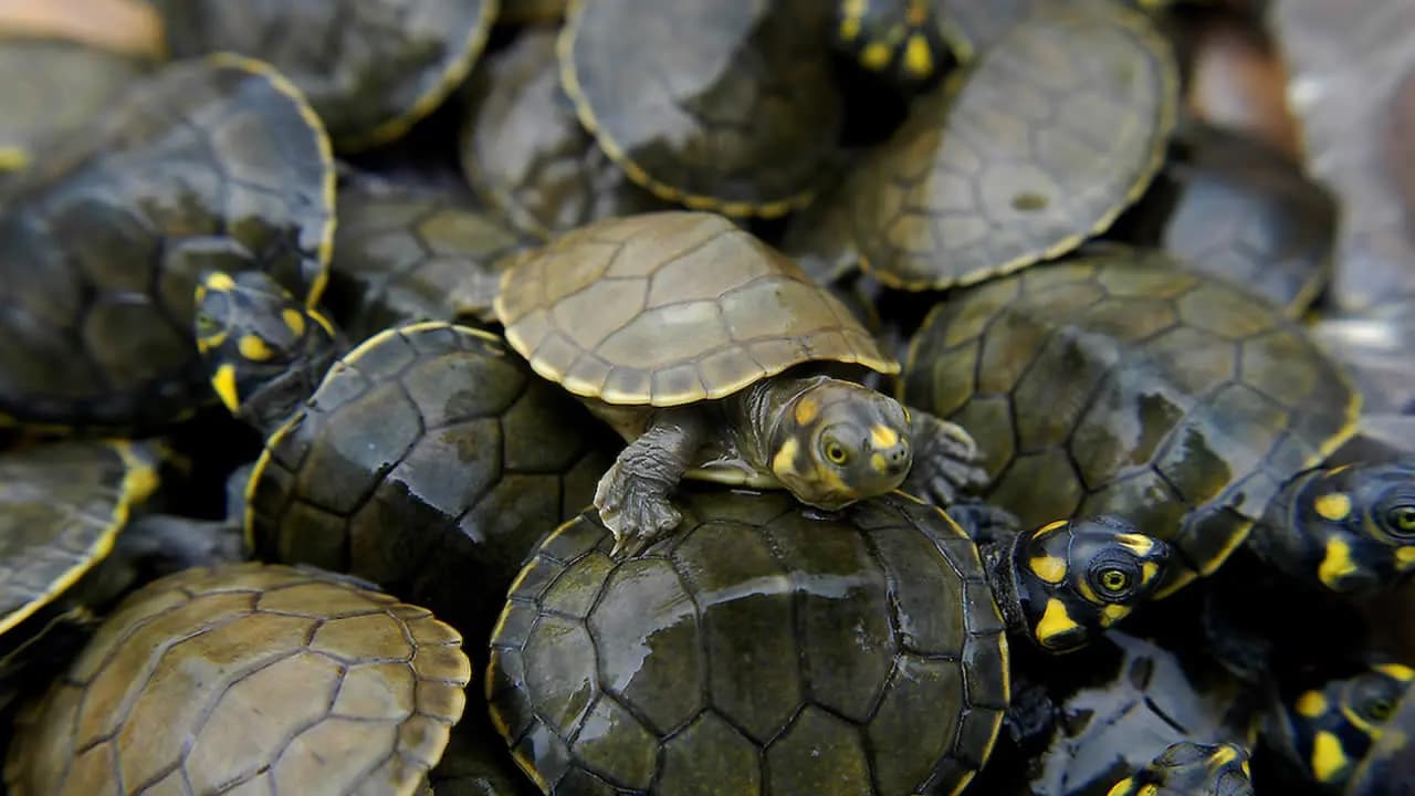 Gestión y Manejo de Fauna Silvestre
